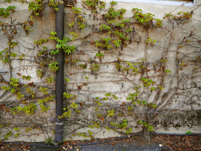 Marryvale Winery Wall 2.jpg