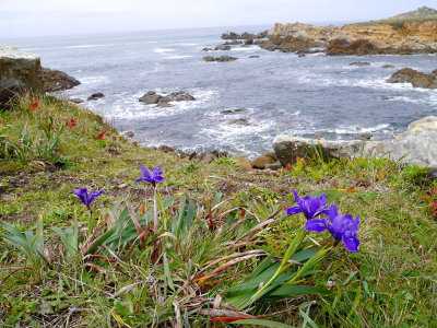 Flowers on the Bluff.jpg