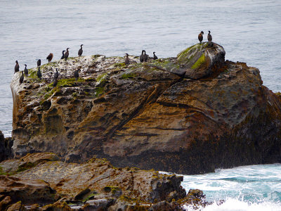 Cormorants on the Rocks.jpg