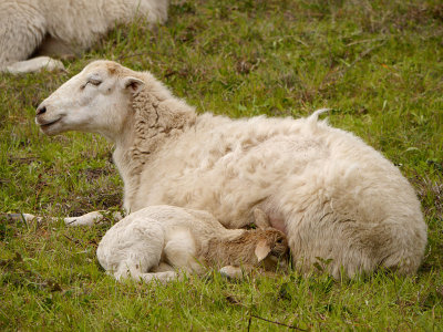 Ewe and Lamb.jpg