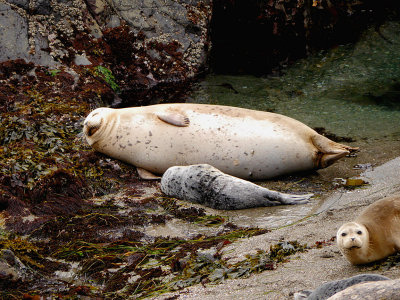 Harbor Seals 1.jpg