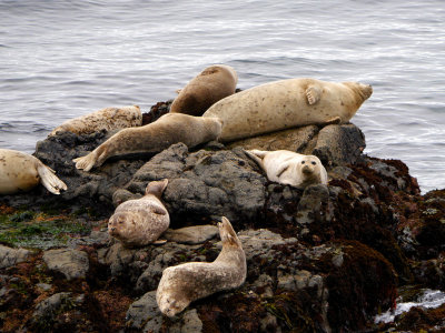 Harbor Seals 2.jpg