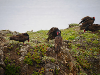 Turkey Vultures on the Rocks.jpg