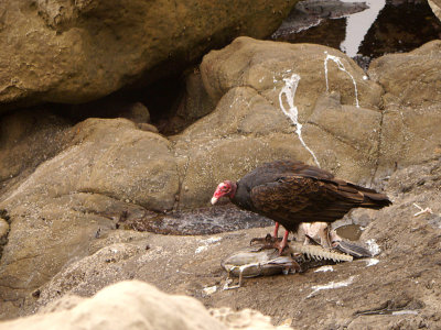 Vulture Feeding on Fish.jpg