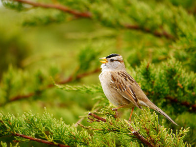 White Crowned Sparrow.jpg