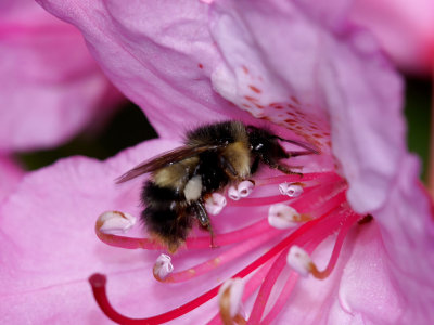 Bumblebee on Wild Rhododendron.jpg