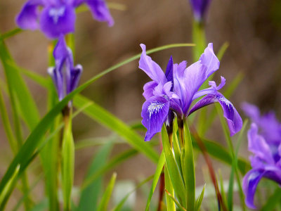 Douglas Iris 1.jpg