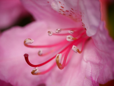 Wild Rhododendron.jpg