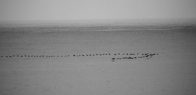 Scoters in Flight.jpg