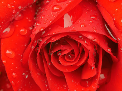 Red Rose and Raindrops.jpg