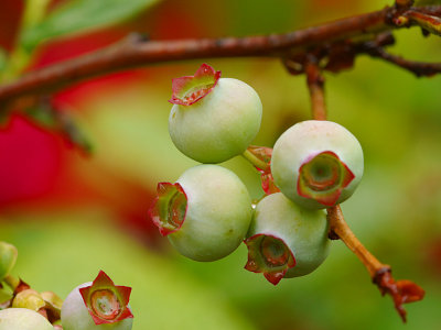 Immature Blueberries.jpg