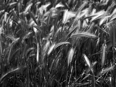 Wild Oats BW.jpg