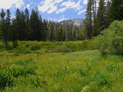 Agnew Meadows 1.jpg