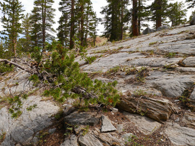 Whitebark Pine on Rocks.jpg