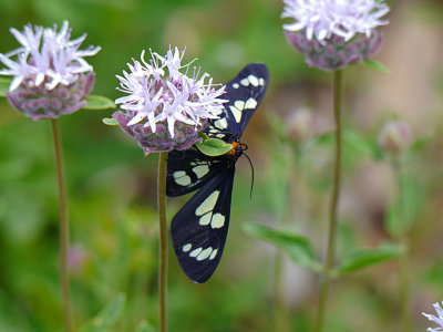 Sierra Pericopid Moth.jpg