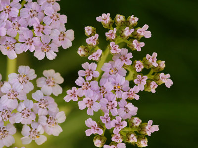 Pink Achillea.jpg