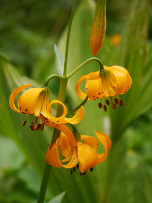 Kellys Tiger Lily.jpg