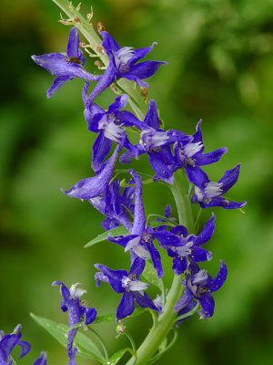 Delphinium 2.jpg