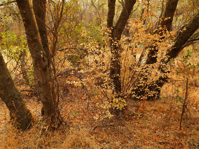 Fall Forest 2.jpg
