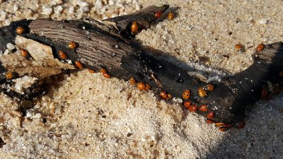 Ladybugs on a Stick.jpg