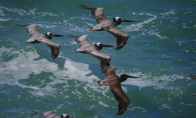 Brown Pelicans in Flight.jpg