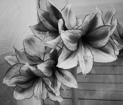 Amaryllis Flowers Mono.jpg