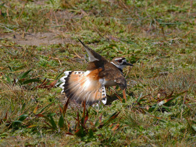 Killdeer Distraction Display.jpg