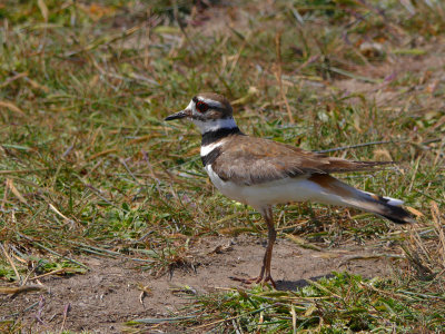 Killdeer at Coast.jpg