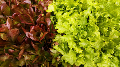 Lettuce.jpg