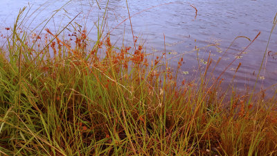 Grass by the River.jpg