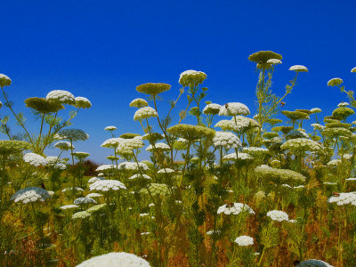 Rattlesnake Weed.jpg