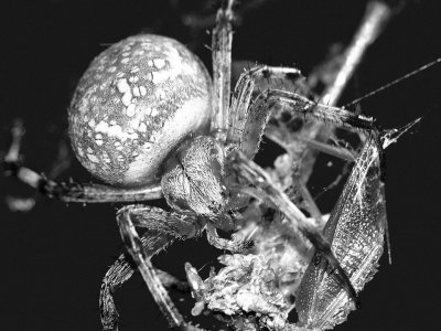 Garden Spider and Prey Mono.jpg