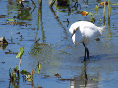 Snowy Egret at Yolo.jpg