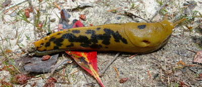 Banana Slug 2015.jpg