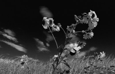 Yolo Sunflowers Mono.jpg