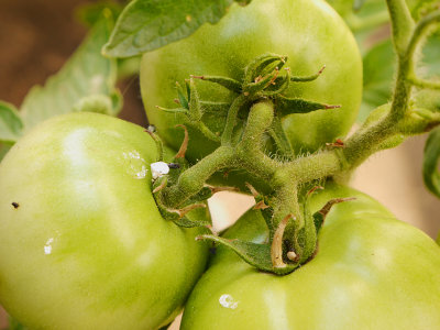 Green Tomatoes.jpg