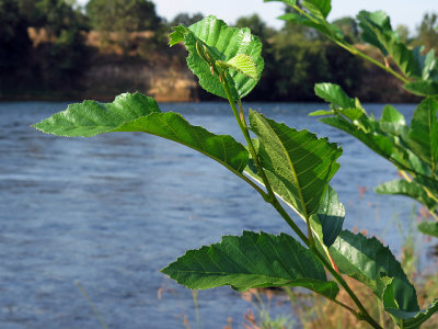 Alder Branch.jpg