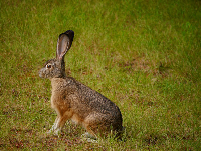 Jack Rabbit at Attention.jpg