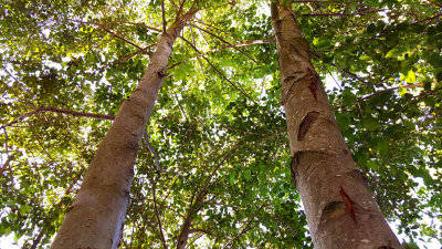 Alder Trees.jpg