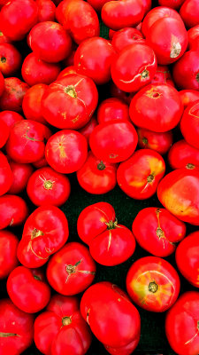 Tomatoes 1.jpg