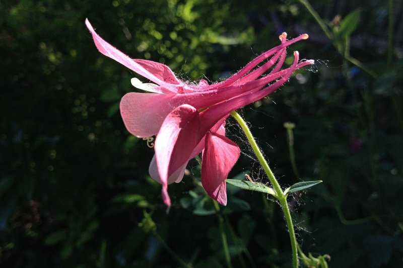 Red Columbine<BR>June 5, 2013