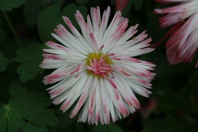 Pink Flower MacroMay 10, 2013