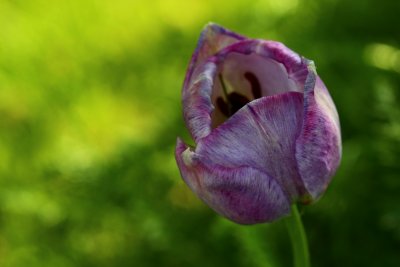 PurpleTulip MacroMay 12, 2013