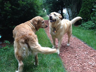 Glinda and Prancer