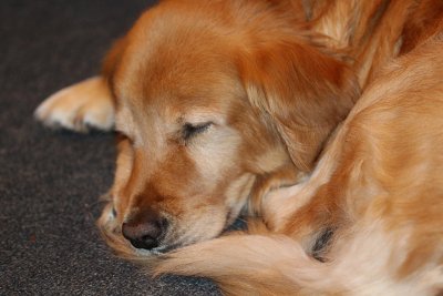 Prancer Sleeping<BR>September 13, 2013