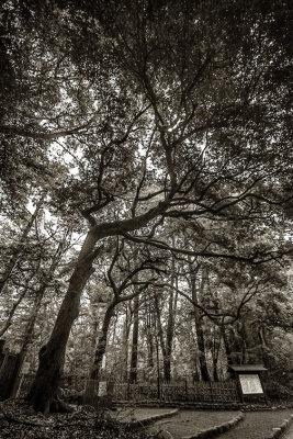 LES ARBRES TOUJOURS LES ARBRES