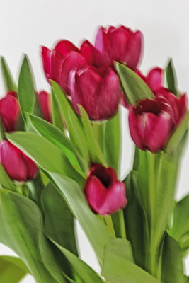 TULIPES