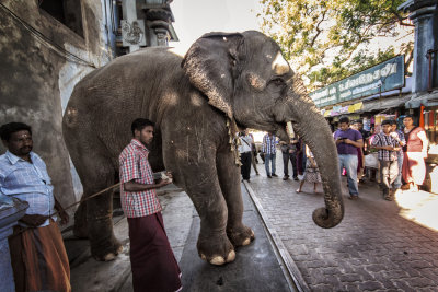 PONDICHERY LA RUE