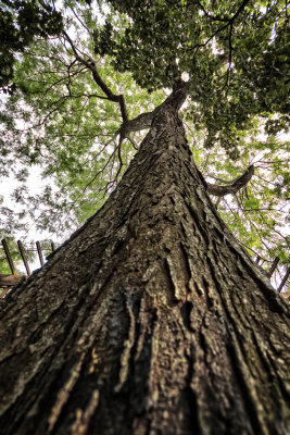 LES ARBRES