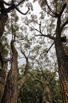 LES ARBRES